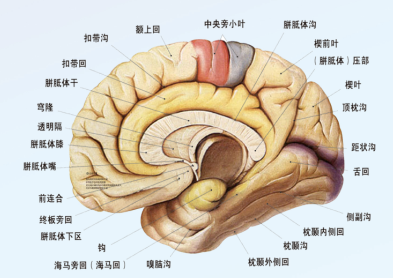 主页 医院概况 脑康技术       儿童抽动症与神经递质失衡   神经系统